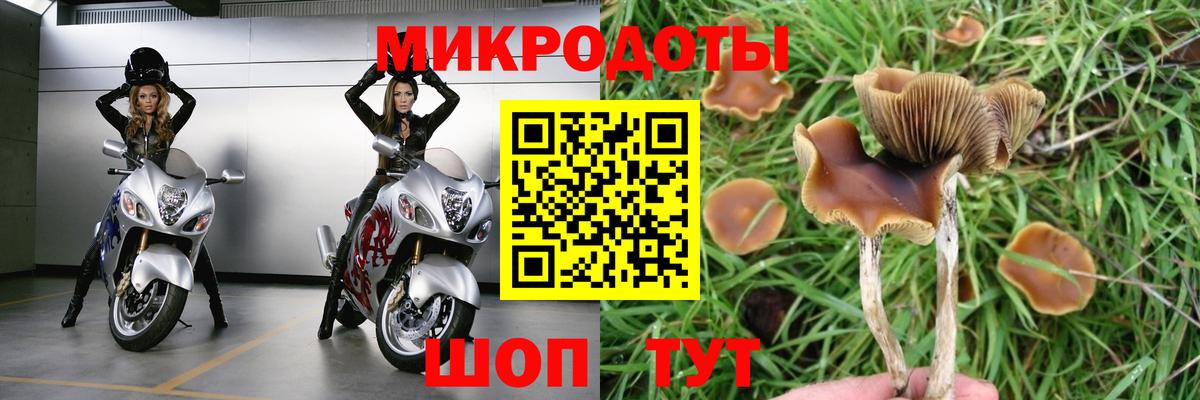 Коряжма  Псилоцибиновые грибы прущие грибы  Вход с VPN 